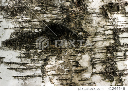 Black and white birch bark texture with eye hole Black and white birch bark texture with eye hole 41266646