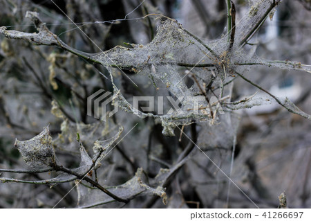 Cherry tree moth spiderweb on decay branches 41266697