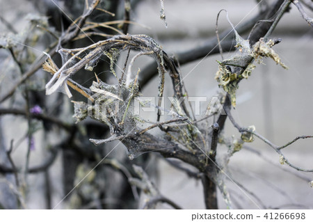 Cherry tree moth spiderweb on decay branches 41266698