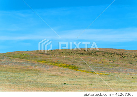 Spring landscape with blossoming flowers in field Spring landscape with blossoming flowers in field 41267363