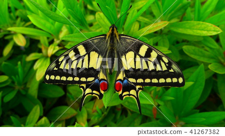 Swallowtail butterfly 41267382