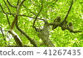 Parent and child of Ezo Owlfwalk in fresh green 41267435