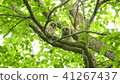 Two babies of Ezo Owl owl watching here in fresh green 41267437