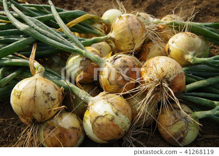 Fresh onion after harvest Fresh onion after harvest 41268119