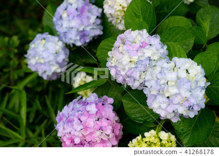淺色繡球花多彩多姿的c-1 41268178