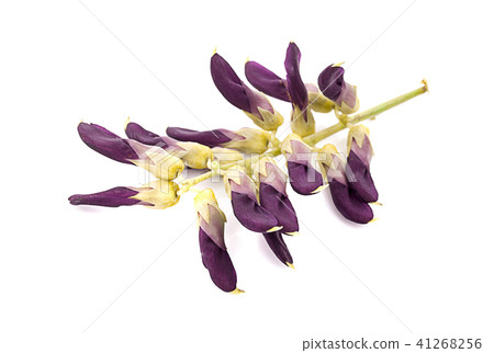 Mucuna pruriens isolated on white background 41268256