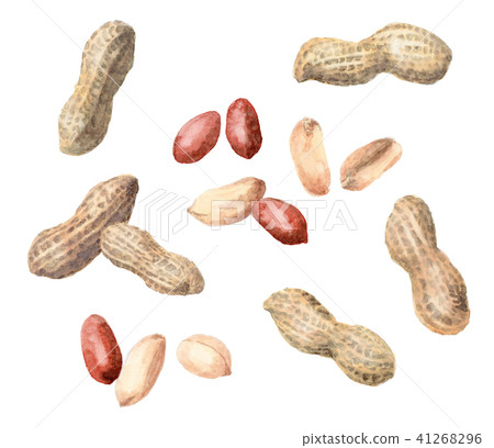 Shell peanuts and thin peanuts drawn with watercolors 41268296
