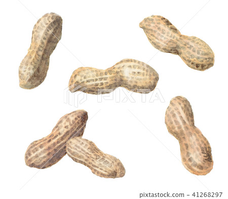 Peanuts drawn with watercolors Peanuts drawn with watercolors 41268297