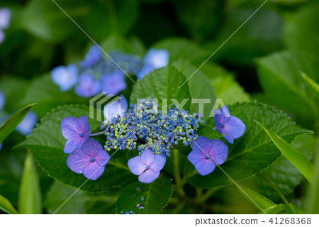 開花在雨b的藍色八仙花屬八仙花屬 照片素材 圖片 圖庫