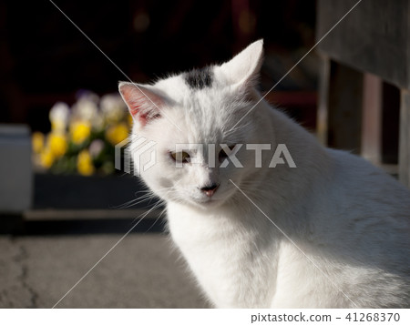 白貓 白貓 41268370