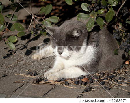 Gray and white cat 41268371