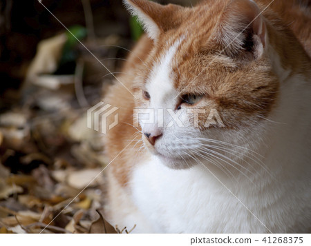 Brown cat Brown cat 41268375