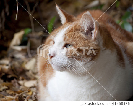 棕色的貓 棕色的貓 41268376