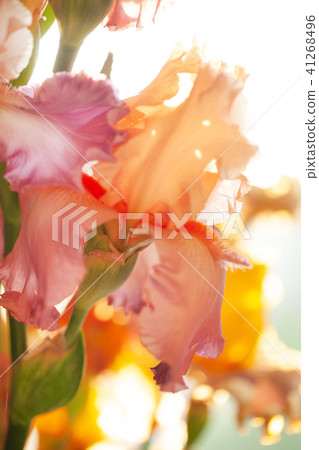 sunny iris flowers sunny iris flowers 41268496