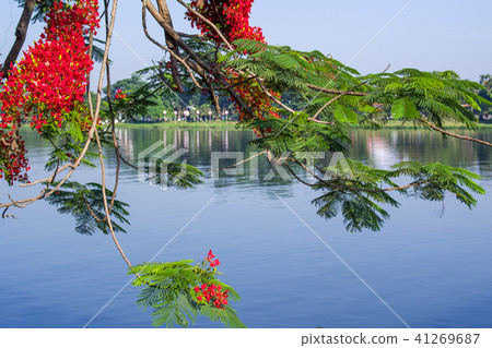 Flower of flowers Vietnam Flower of flowers Vietnam 41269687