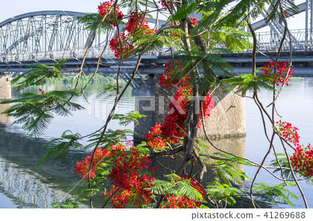 Phoenix tree and Chan Tian Bridge Hue Vietnam 41269688
