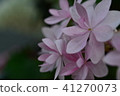粉紅色的花朵 41270073