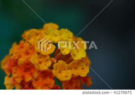 阿里在橘子的花朵 41270075