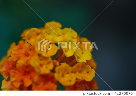 鮮花和螞蟻 41270076