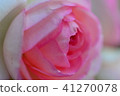 玫瑰 41270078