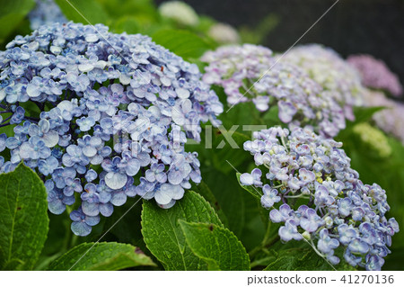 Rainy season with rainy day flowers 41270136
