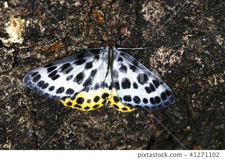 Insect Insect 41271102