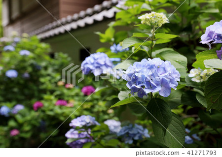 Hydrangea Mito Hachimangu Shrine Ibaraki Prefecture Mito city Hydrangea Mito Hachimangu Shrine Ibaraki Prefecture Mito city 41271793