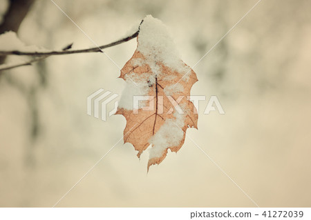 yellow sheet is snow-capped yellow sheet is snow-capped 41272039