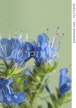 Echium vulgare flowers 41272649
