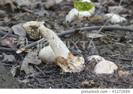 Phallus impudicus (common stinkhorn) Phallus impudicus (common stinkhorn) 41272689