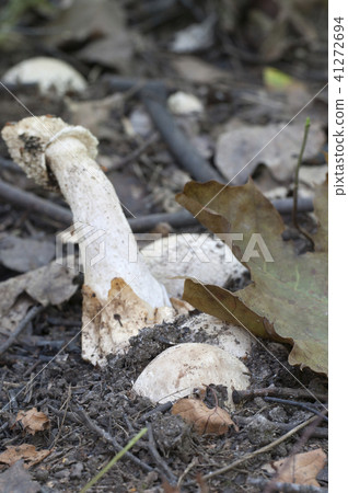 Phallus impudicus (common stinkhorn) Phallus impudicus (common stinkhorn) 41272694