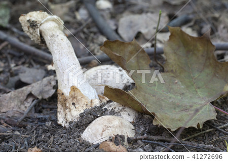 Phallus impudicus (common stinkhorn) Phallus impudicus (common stinkhorn) 41272696