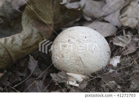 Phallus impudicus (common stinkhorn) Phallus impudicus (common stinkhorn) 41272703