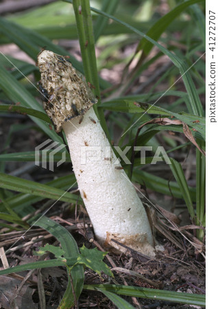 Phallus impudicus (common stinkhorn) 41272707