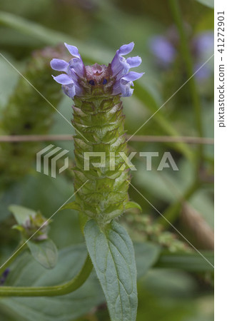 Prunella vulgaris flowers Prunella vulgaris flowers 41272901