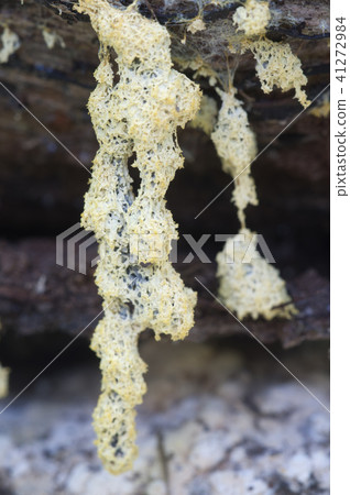 Ceratiomyxa fruticulosa 41272984