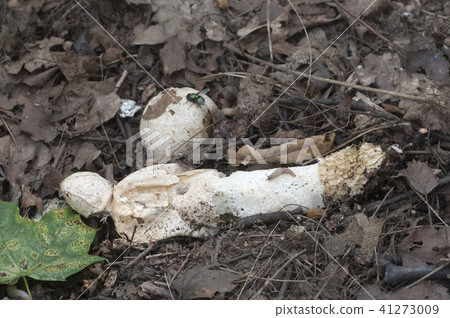 Phallus impudicus (common stinkhorn) 41273009