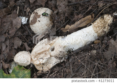 Phallus impudicus (common stinkhorn) Phallus impudicus (common stinkhorn) 41273011