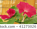 牽牛花 41273026