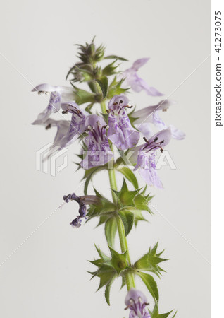 Stachys palustris flowers Stachys palustris flowers 41273075