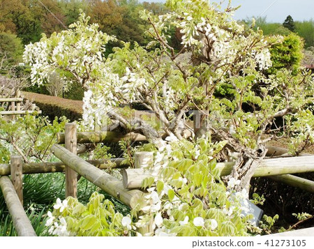 將很快盛開的白色紫藤格子 41273105