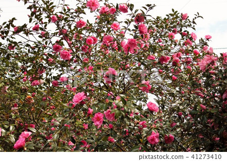 * Camellia * Camellia * Tsubaki * THUBAKI * * Camellia * Camellia * Tsubaki * THUBAKI * 41273410