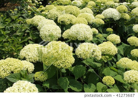 白色繡球花 41273687