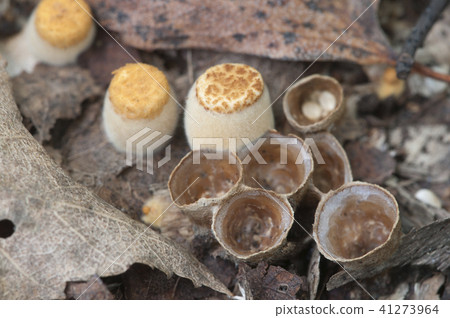 Crucibulum laeve 41273964