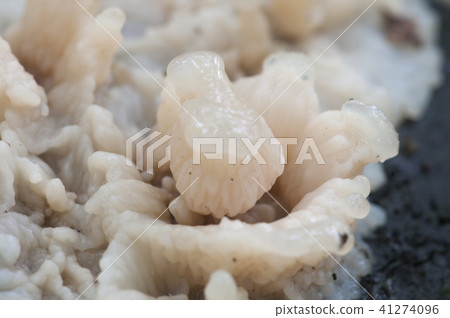Phlebia tremellosa fungus Phlebia tremellosa fungus 41274096
