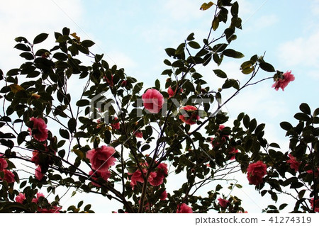 * Camellia * Camellia * Tsubaki * THUBAKI * * Camellia * Camellia * Tsubaki * THUBAKI * 41274319