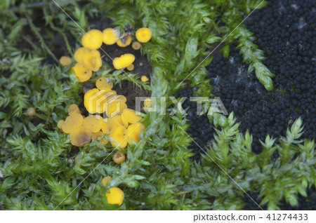 Bisporella citrina [Calycella citrina] 41274433