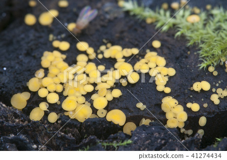 Bisporella citrina [Calycella citrina] 41274434