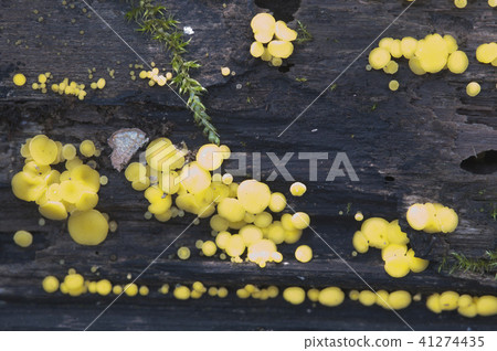 Bisporella citrina [Calycella citrina] 41274435