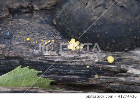 Bisporella citrina [Calycella citrina] 41274436